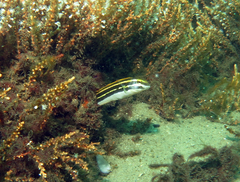 Petroscirtes fallax