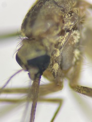 Aedes cinereus