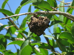 Ravenelia platensis
