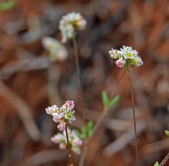 Eriogonum pharnaceoides