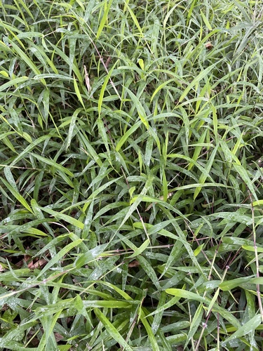 Richmond Finger Grass (Digitaria diversinervis) · iNaturalist United ...