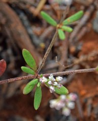 Eriogonum pharnaceoides