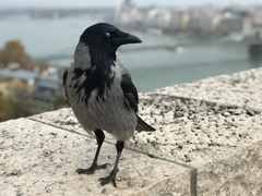 Corvus cornix