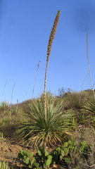 Dasylirion cedrosanum