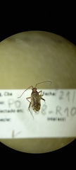 Miridae