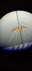 Miridae