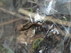 Emoia caeruleocauda