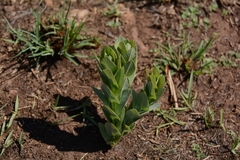 Gomphocarpus glaucophyllus
