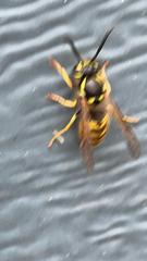 Vespula germanica