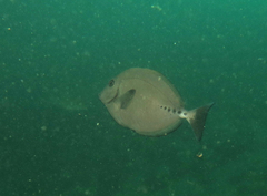 Prionurus microlepidotus