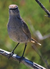 Cercotrichas coryphoeus coryphoeus