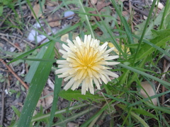 Taraxacum coreanum