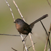 Wrentit - Photo (c) Blake Matheson, some rights reserved (CC BY-NC)