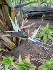 Strelitzia nicolai
