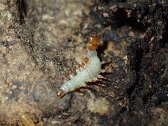 Acridotarsa melipecta