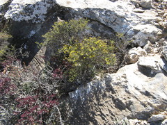 Oedera nordenstamii
