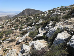 Oedera nordenstamii