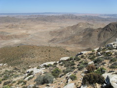 Oedera nordenstamii
