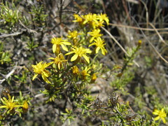 Oedera nordenstamii