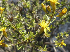 Oedera nordenstamii