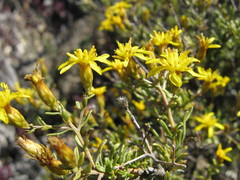 Oedera nordenstamii