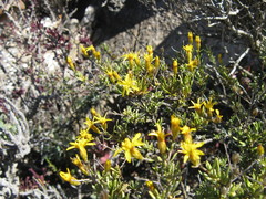 Oedera nordenstamii