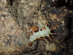 Acridotarsa melipecta