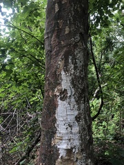 Heliocarpus terebinthinaceus
