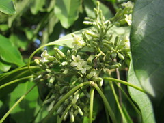 Aspidosperma australe
