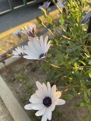 Dimorphotheca