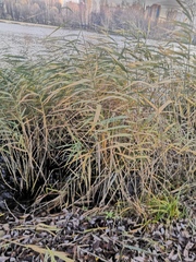 Phragmites australis