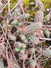 Petrosedum orientale