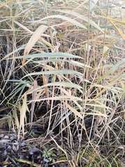 Phragmites australis