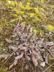 Petrosedum orientale