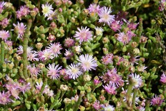 Drosanthemum salicola