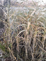 Phragmites australis