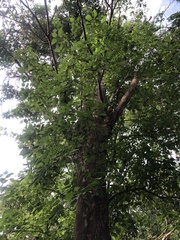 Heliocarpus terebinthinaceus