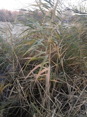 Phragmites australis