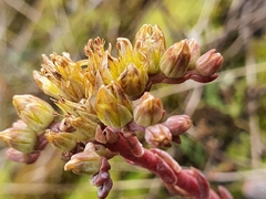 Petrosedum orientale