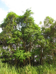 Aspidosperma australe