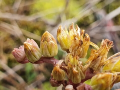 Petrosedum orientale