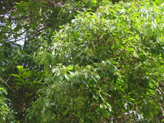 Aspidosperma australe