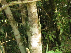 Aspidosperma australe