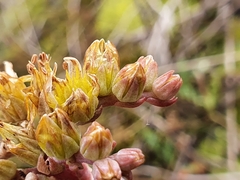 Petrosedum orientale