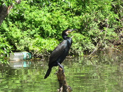 Phalacrocorax carbo