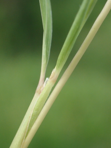 Image of Apluda mutica by no rights reserved