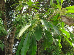 Aspidosperma australe