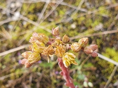 Petrosedum orientale