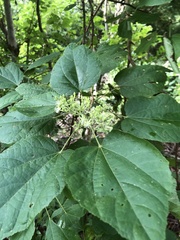 Heliocarpus terebinthinaceus