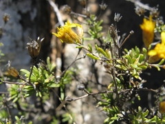 Oedera nordenstamii